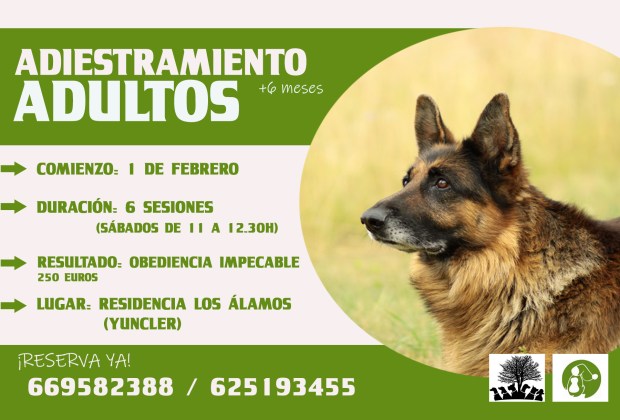 perros, adiestramiento, adiestramiento canino