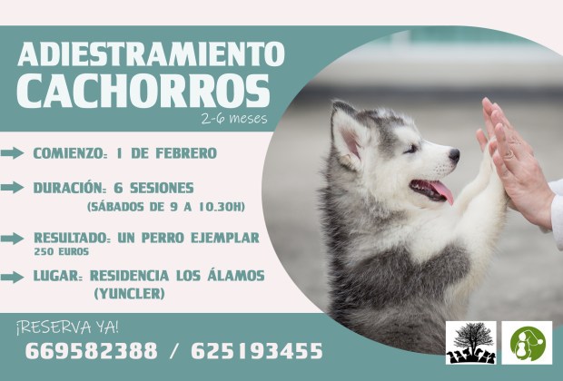 adiestramiento, cachorros, educación canina, perros
